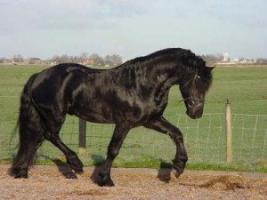 frisian-horse-for-sale--.jpg