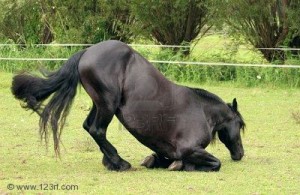 2226995-a-trained-friesian-horse-lying-down-in-a-bow.jpg
